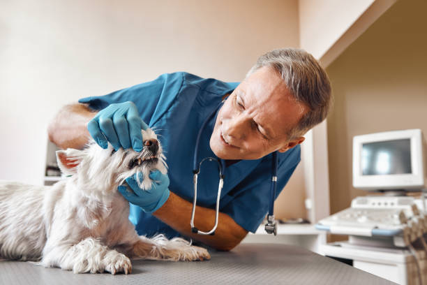 Best Urgent Dental Care in Dumbarton, VA
